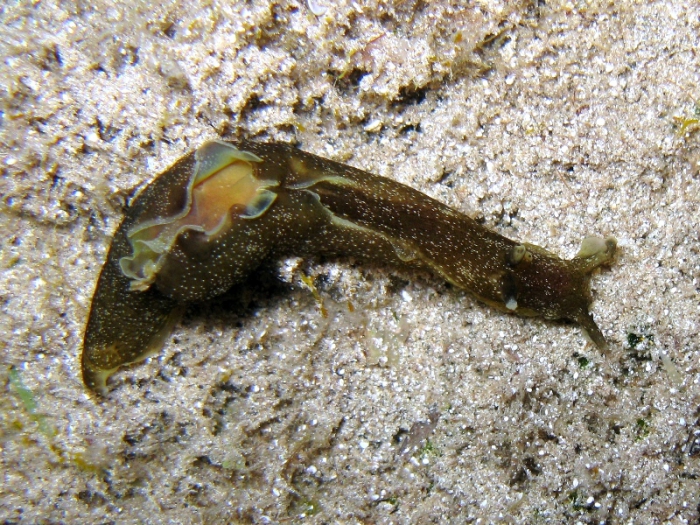 Aplysia punctata Aplysia punctata