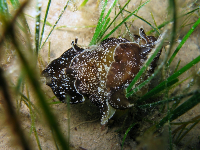 Aplysia punctata Aplysia punctata