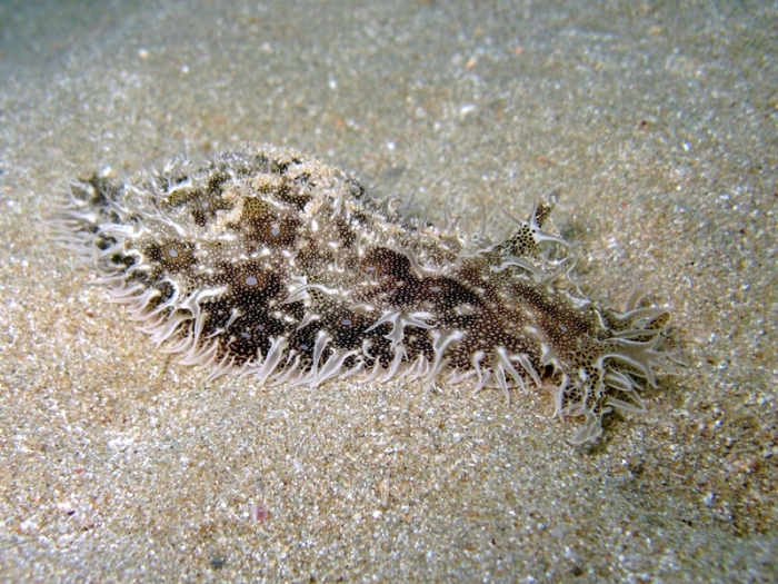 Bursatella leachii Bursatella leachii