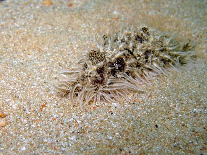 Bursatella leachii Bursatella leachii