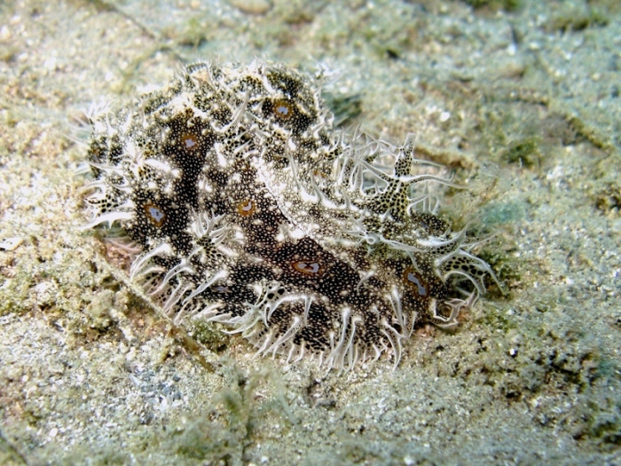 Bursatella leachii Bursatella leachii