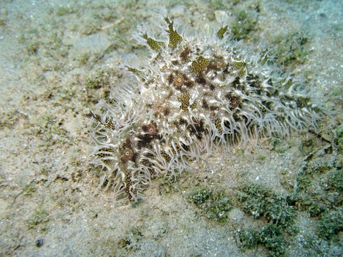 Bursatella leachii Bursatella leachii
