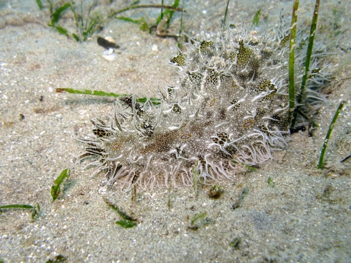 Bursatella leachii Bursatella leachii