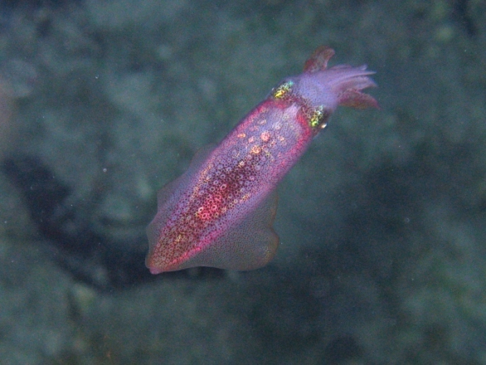 Loligo vulgaris