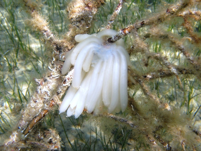 Eggs of Loligo vulgaris