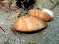 Mollusca (molluscs)