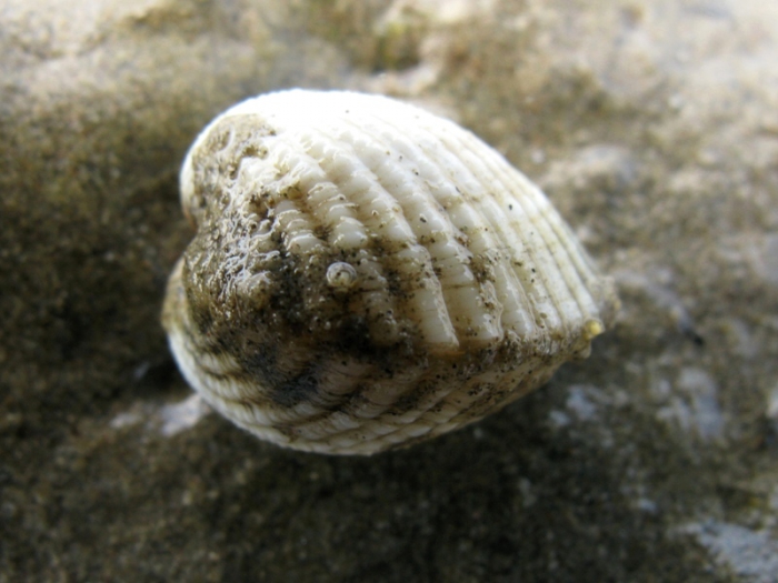Cerastoderma glaucum Cerastoderma glaucum