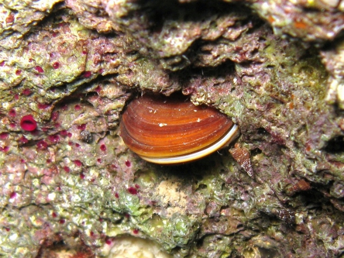 Lithophaga lithophaga