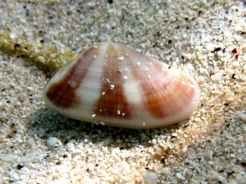 Donax semistriatus