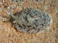 Mollusca (molluscs)