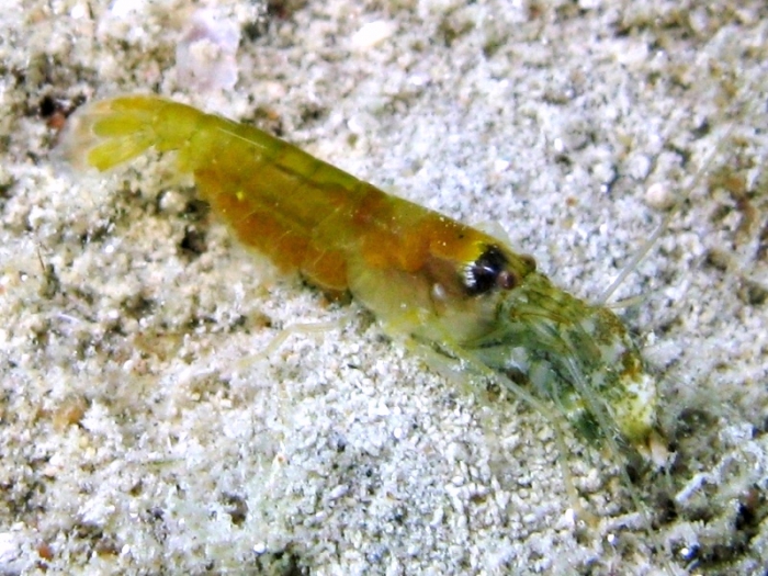 Alpheus dentipes (female)