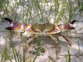 Crustacea (crustaceans)