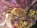 Crustacea (crustaceans)