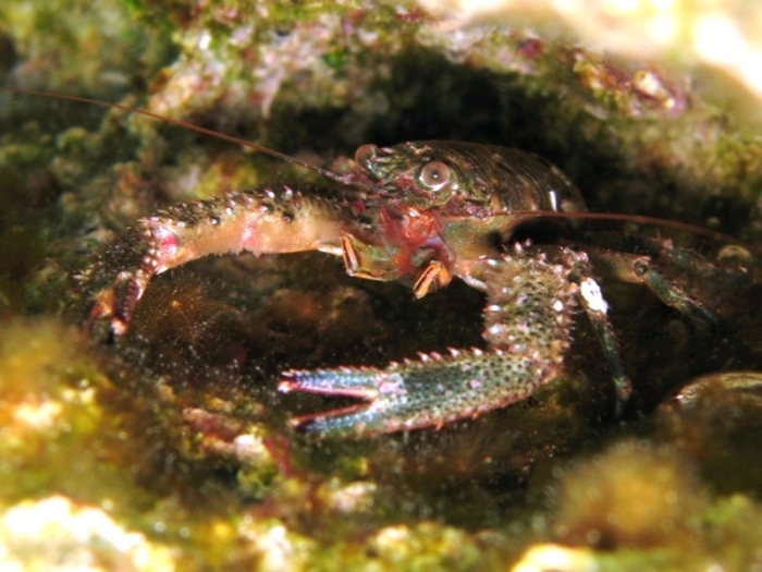 Galathea squamifera Galathea squamifera