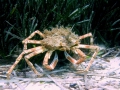 Crustacea (crustaceans)