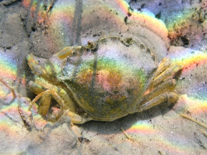 Carcinus aestuarii