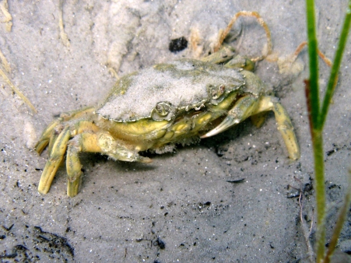 Carcinus aestuarii