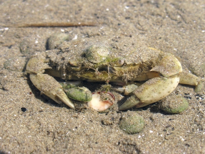 Carcinus aestuarii