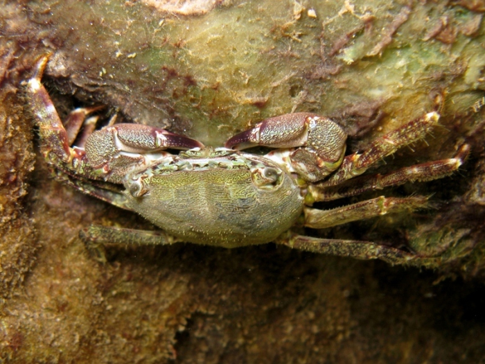 Pachygrapsus marmoratus