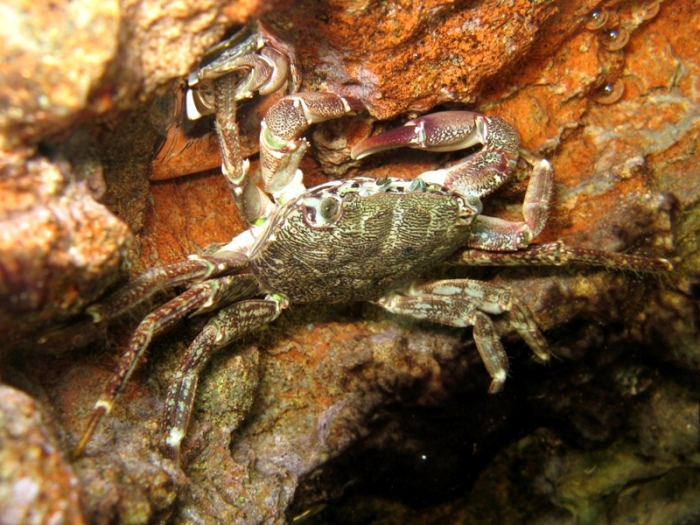 Pachygrapsus marmoratus