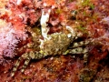 Crustacea (crustaceans)