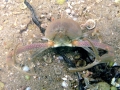 Crustacea (crustaceans)