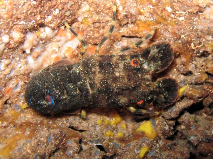 Scyllarus arctus