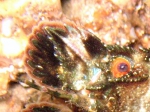 Scyllarus arctus