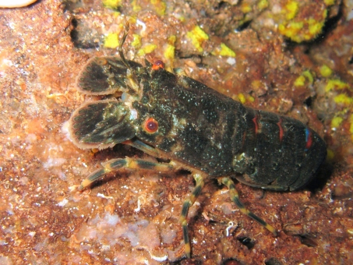 Scyllarus arctus