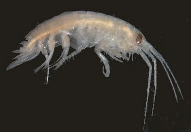 Picture of Atylus falcatus