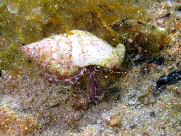 Pagurus anachoretus Pagurus anachoretus