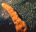 Porifera (sponges)