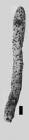 Alcyonium sceptrum Lamarck