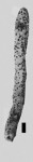 Alcyonium sceptrum Lamarck