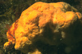 Porifera (sponges)