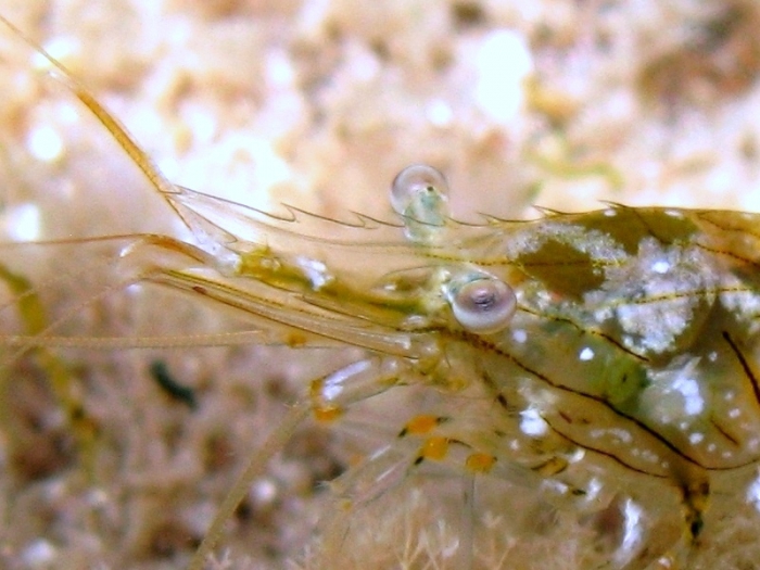 Palaemon elegans: detail of the rostrum