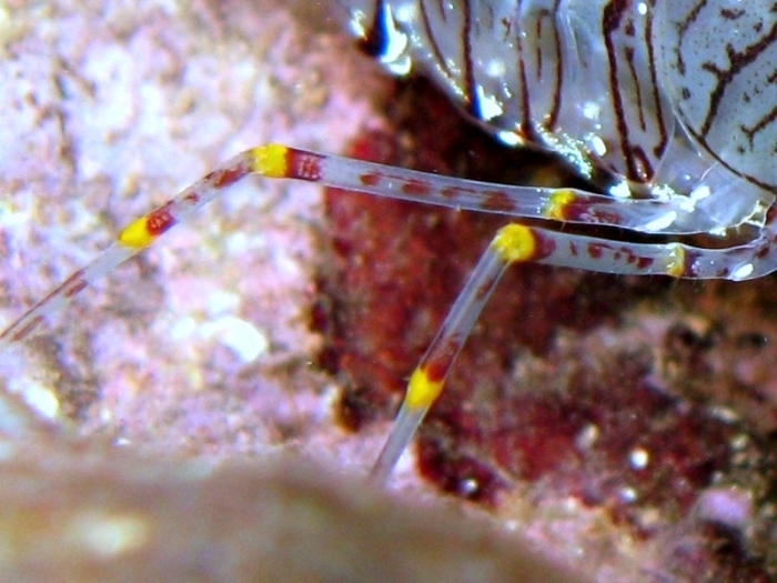 Palaemon serratus: detail Palaemon serratus: detail