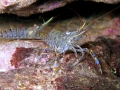 Crustacea (crustaceans)