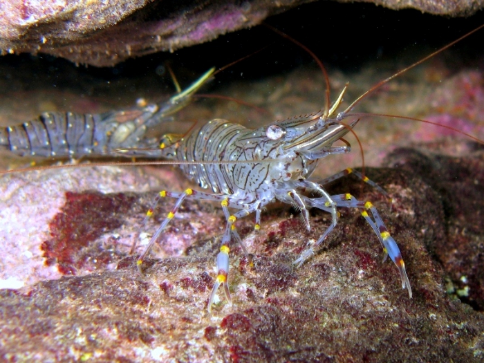 Palaemon serratus Palaemon serratus