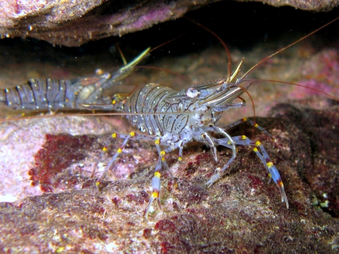 Palaemon serratus