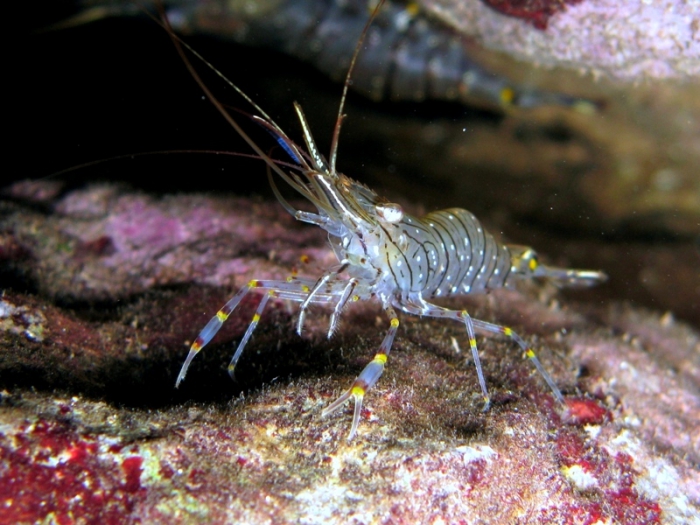 Palaemon serratus Palaemon serratus