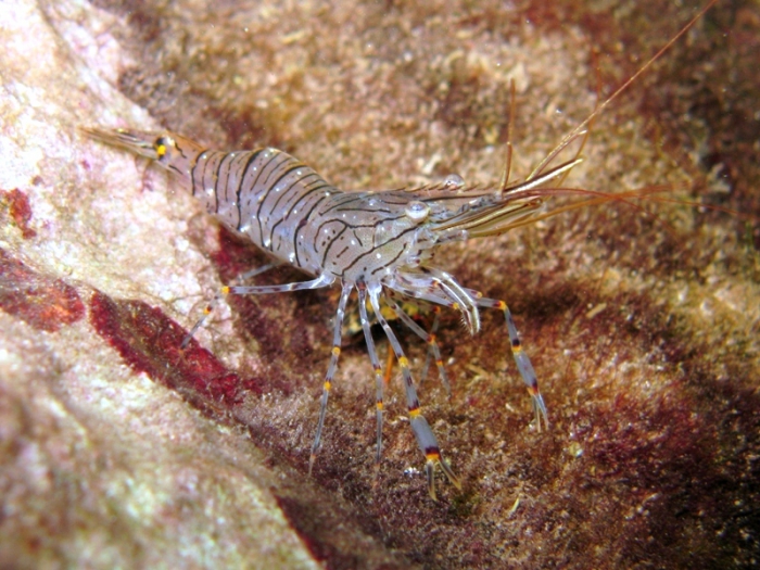 Palaemon serratus Palaemon serratus