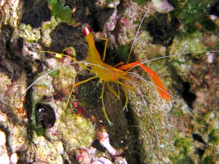 Stenopus spinosus Stenopus spinosus