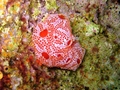 Tunicata (sea squirts)