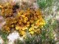 Porifera (sponges)