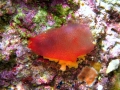 Tunicata (sea squirts)