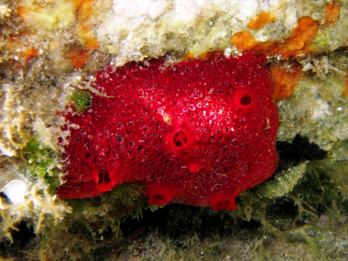Phorbas fictitius Phorbas fictitius