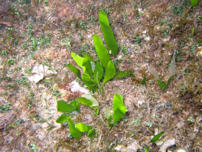 Caulerpa prolifera