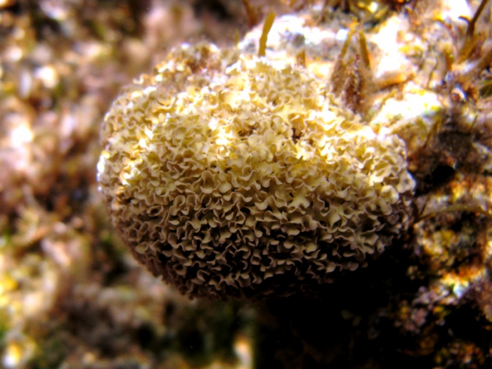 Lithophyllum tortuosum Lithophyllum tortuosum