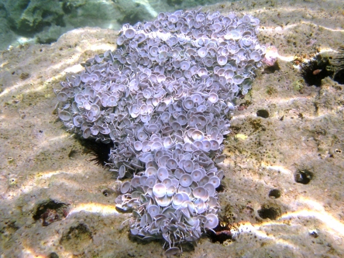 Acetabularia acetabulum